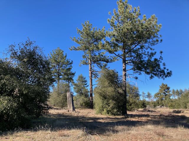 image of pine trees with and trunks in a wilderness area